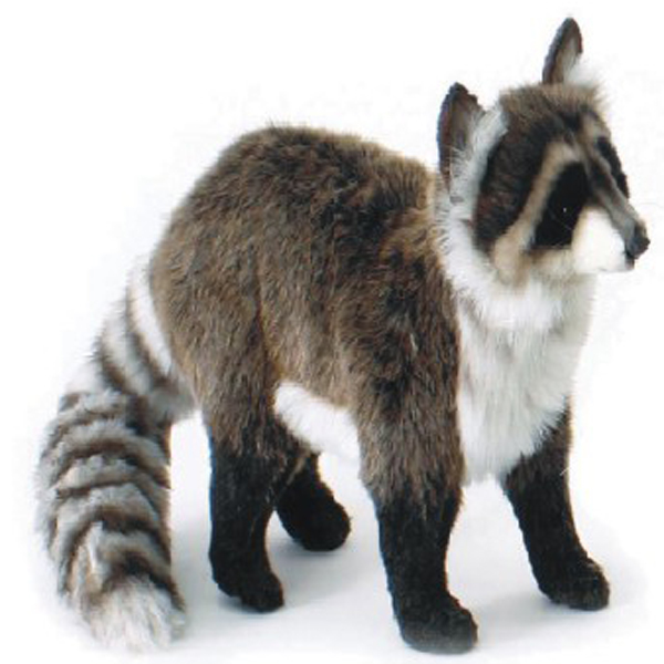 hansa racoon